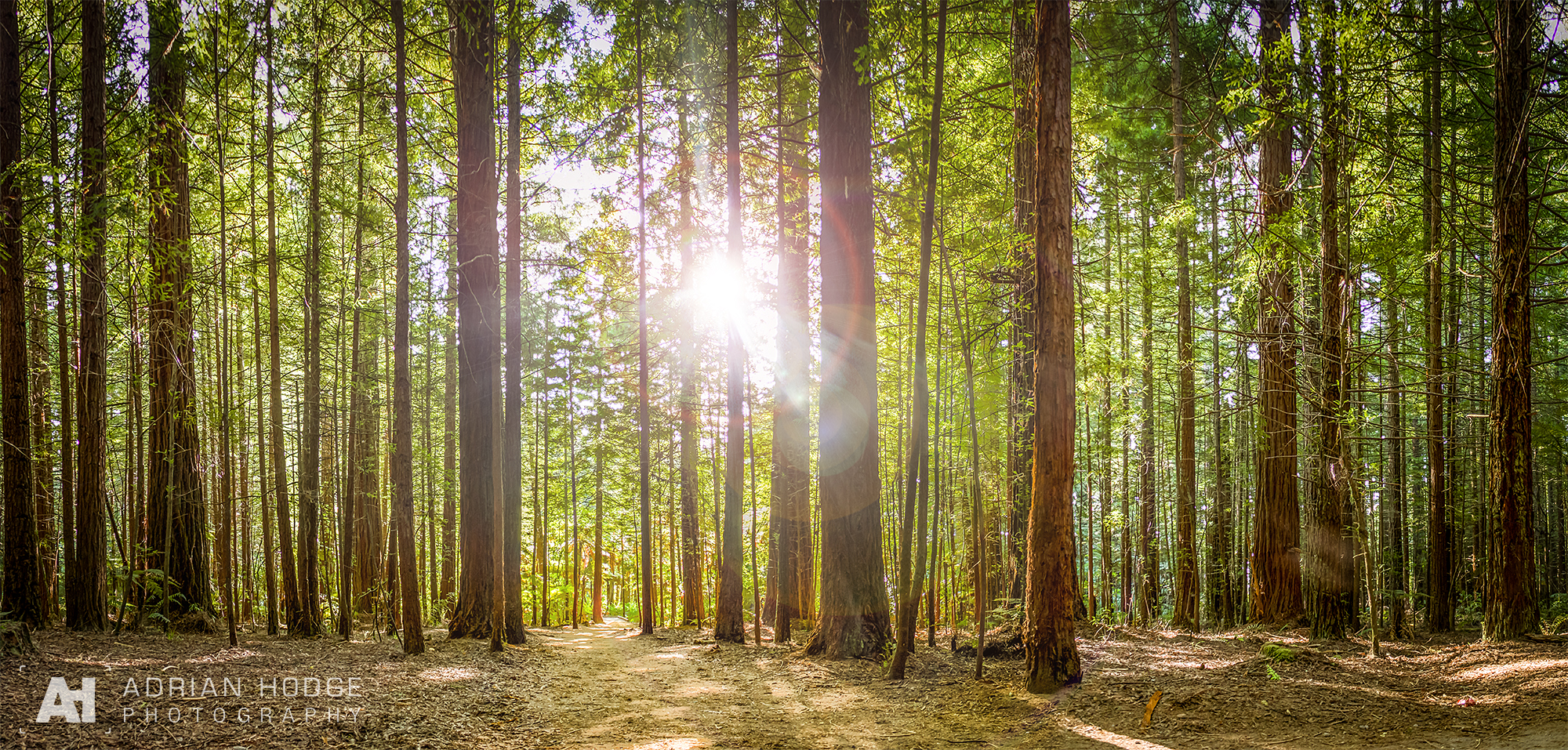 Redwoods Forest - Adrian Hodge Photography